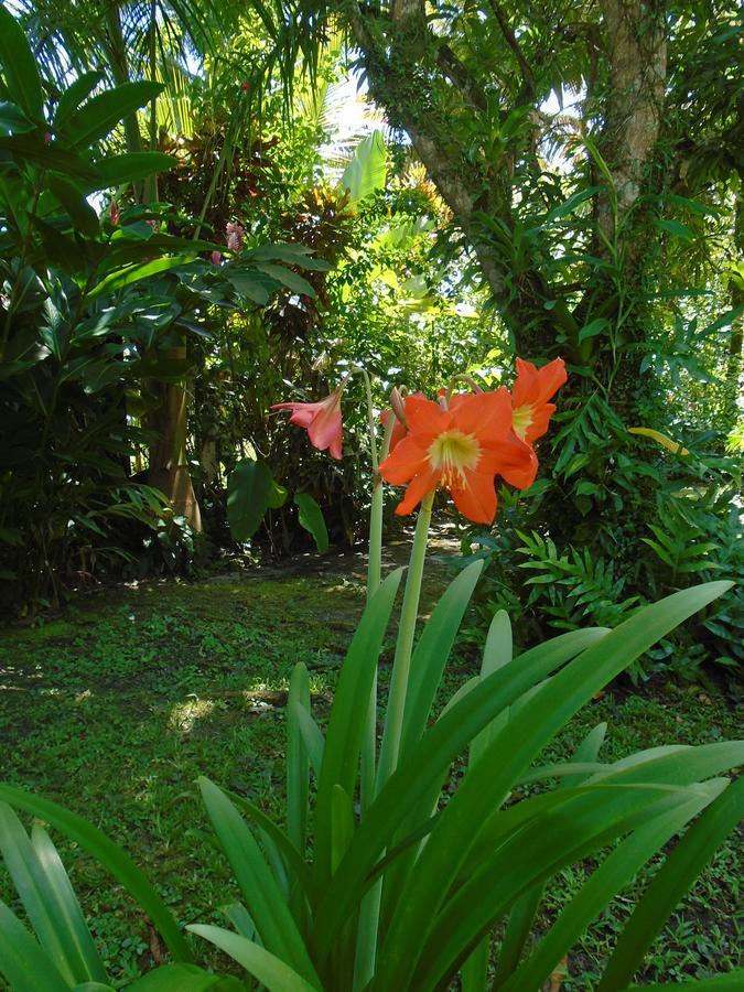 J&H Garden Cabinas Bocas Town Bagian luar foto